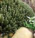 Euphorbia resinifera - Orto botanico di Napoli.jpg
